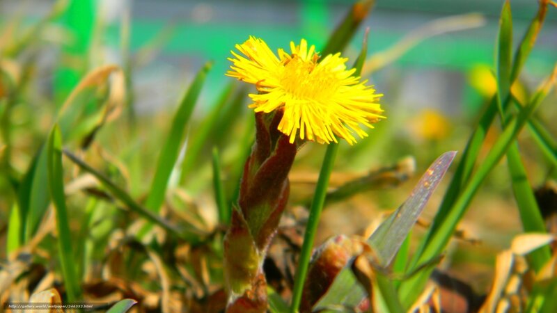 Yellow dandelion in grass