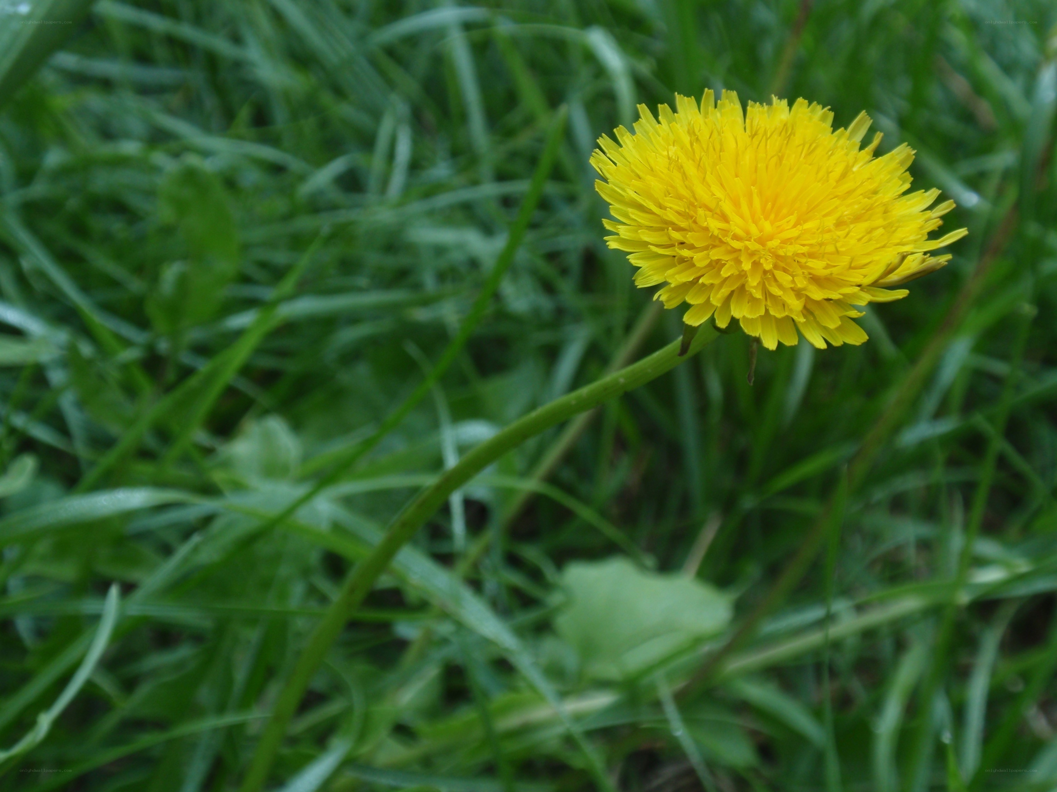 Yellow dandelion in green grass