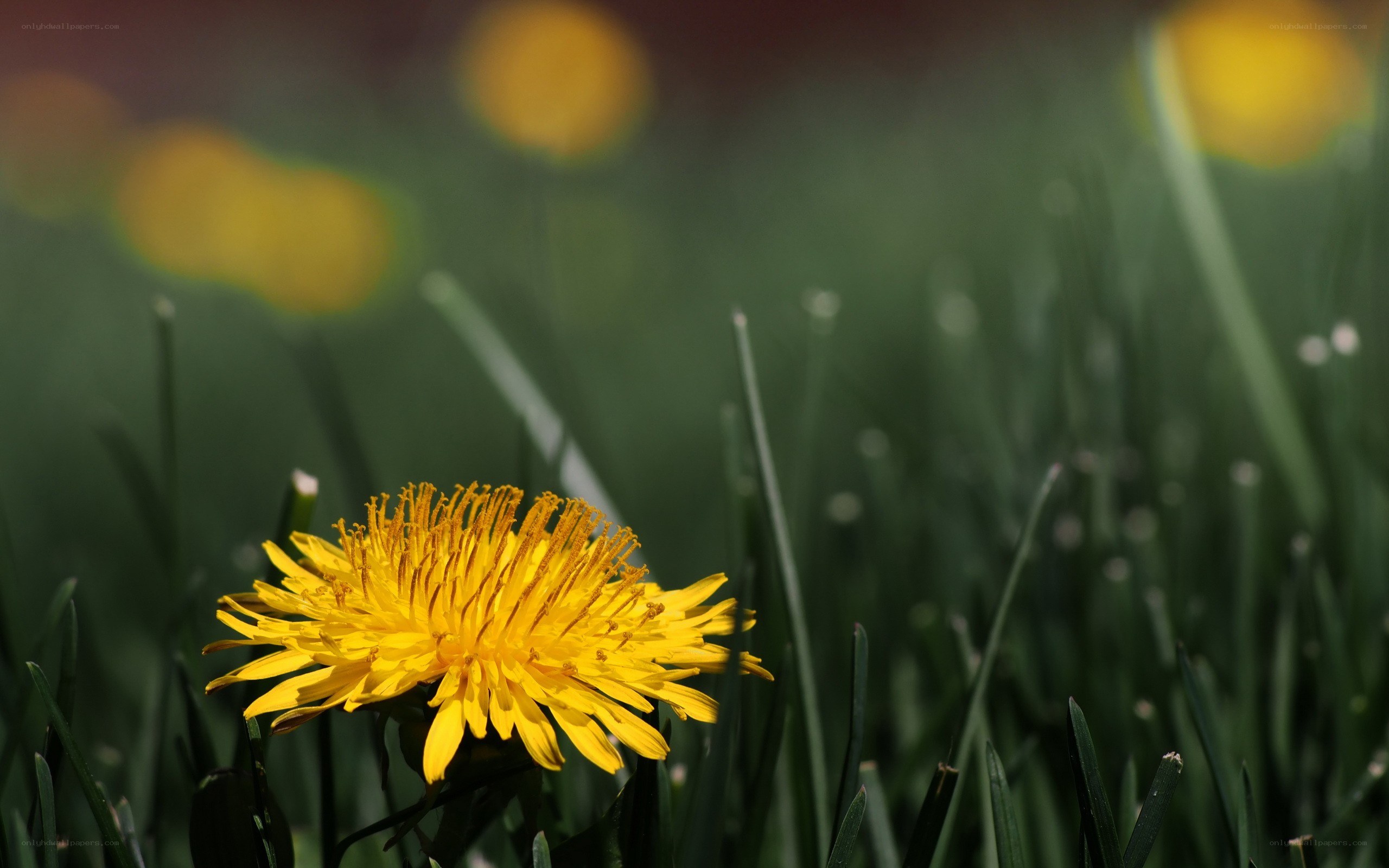 Yellow dandelion in green grass
