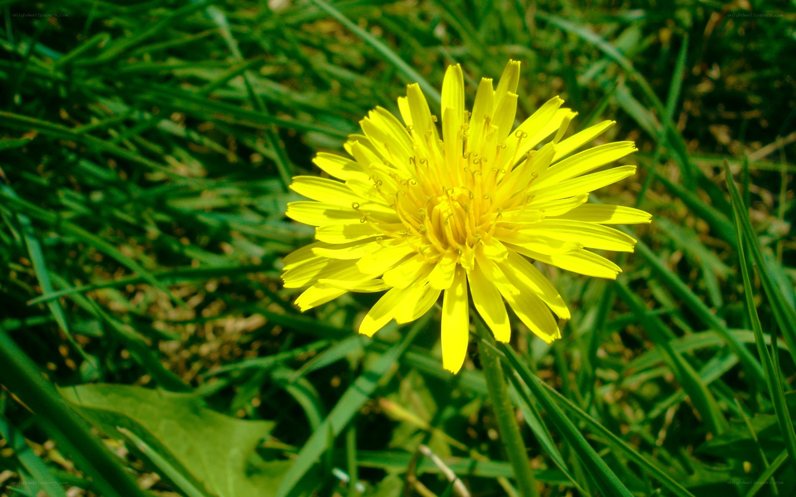 Yellow dandelion in green grass