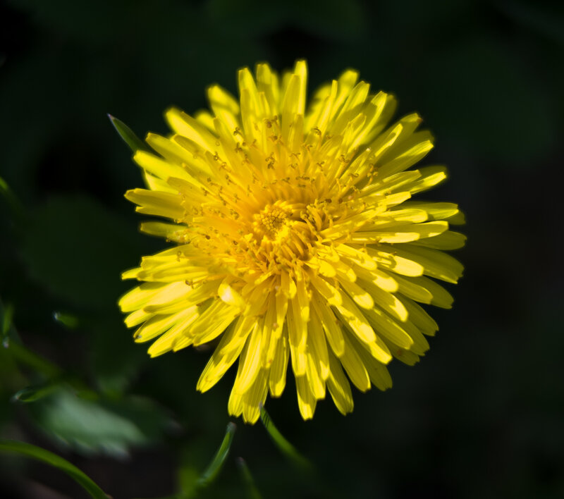 Yellow dandelion in sunlight