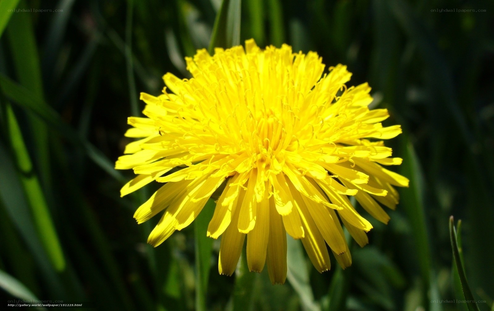 Yellow dandelion in sunlight