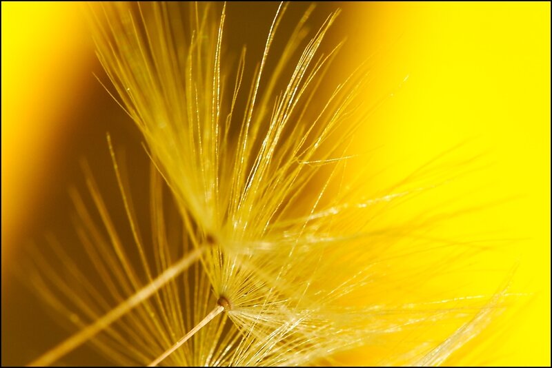 Yellow dandelion seed head