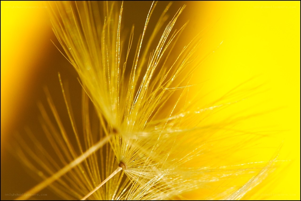 Yellow dandelion seed head