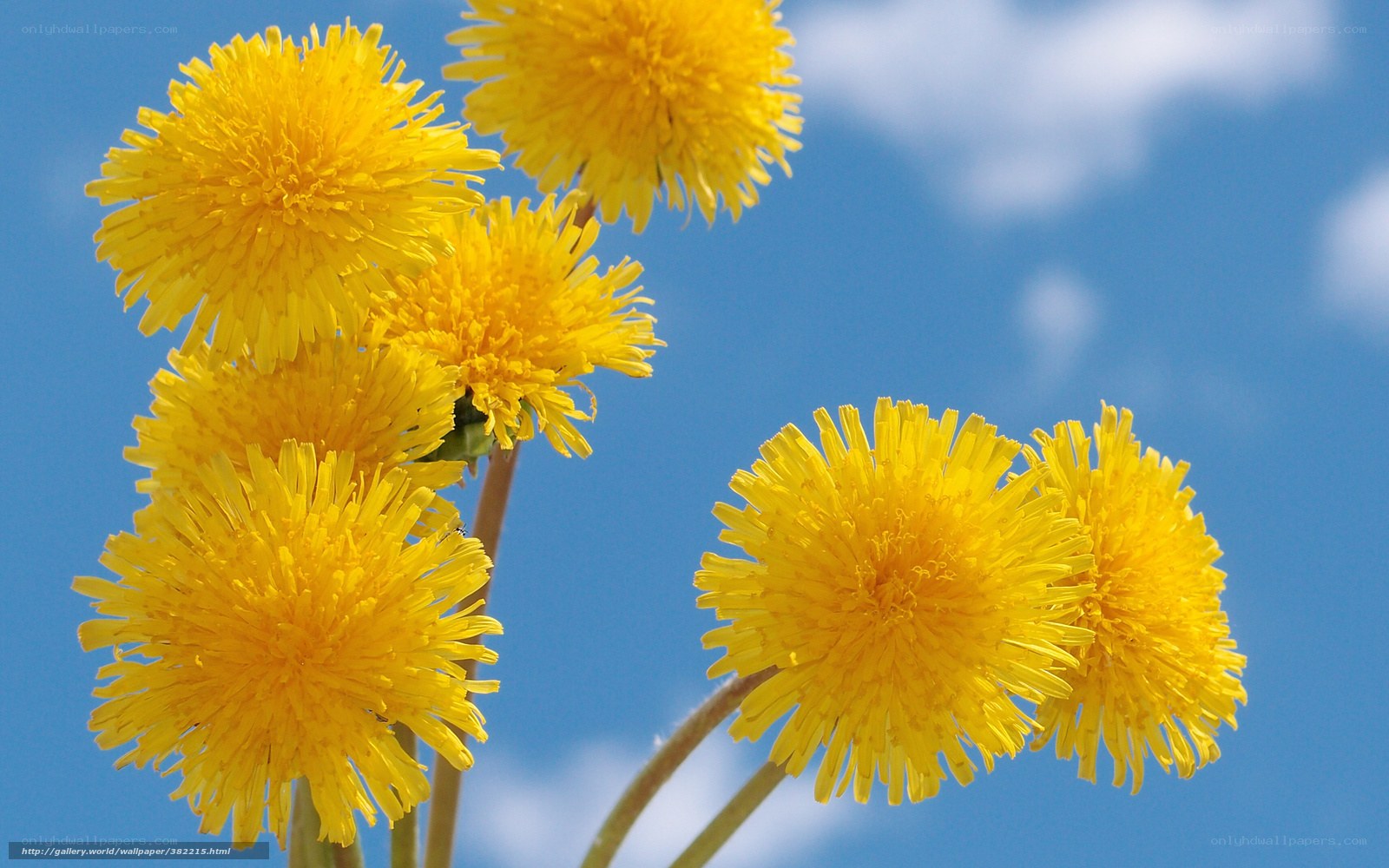 Yellow dandelions against blue sky