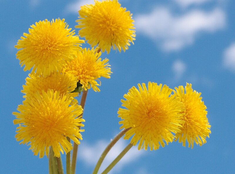 Yellow dandelions against blue sky