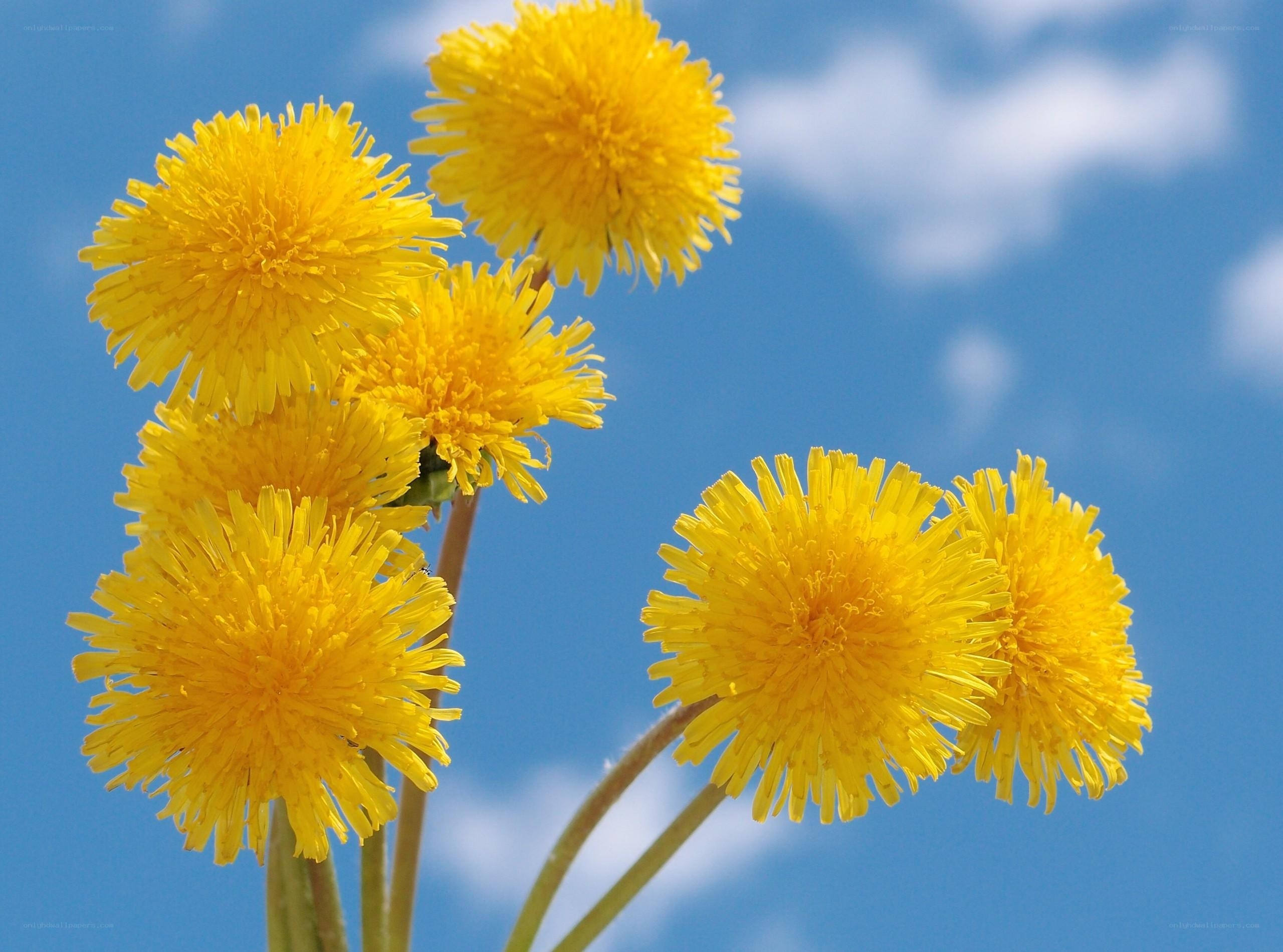 Yellow dandelions against blue sky