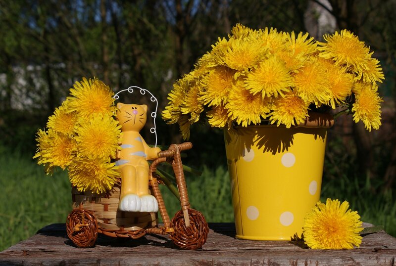 Yellow Dandelions and Cat