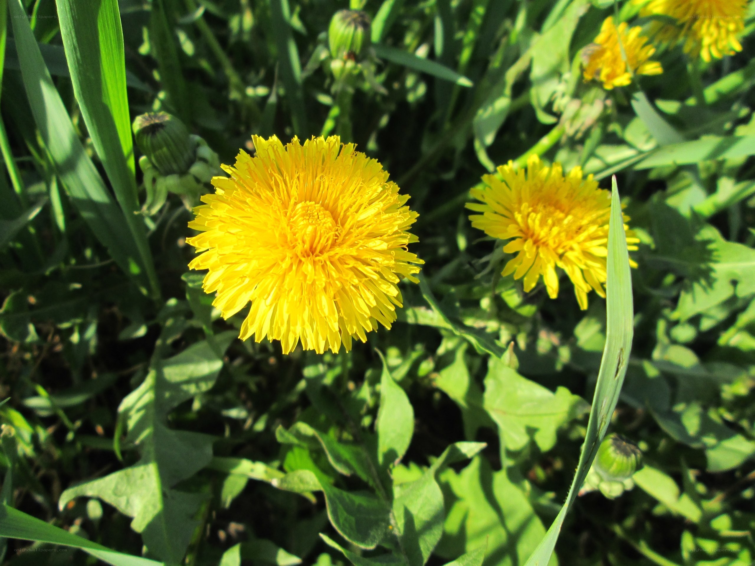 Yellow dandelions in a field