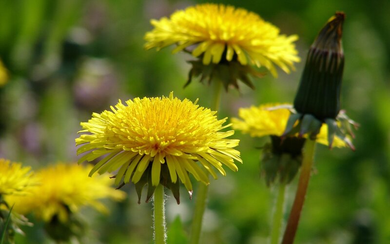 Yellow dandelions in a field