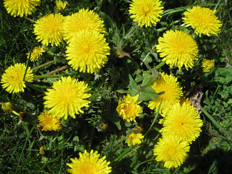 Yellow dandelions in a field