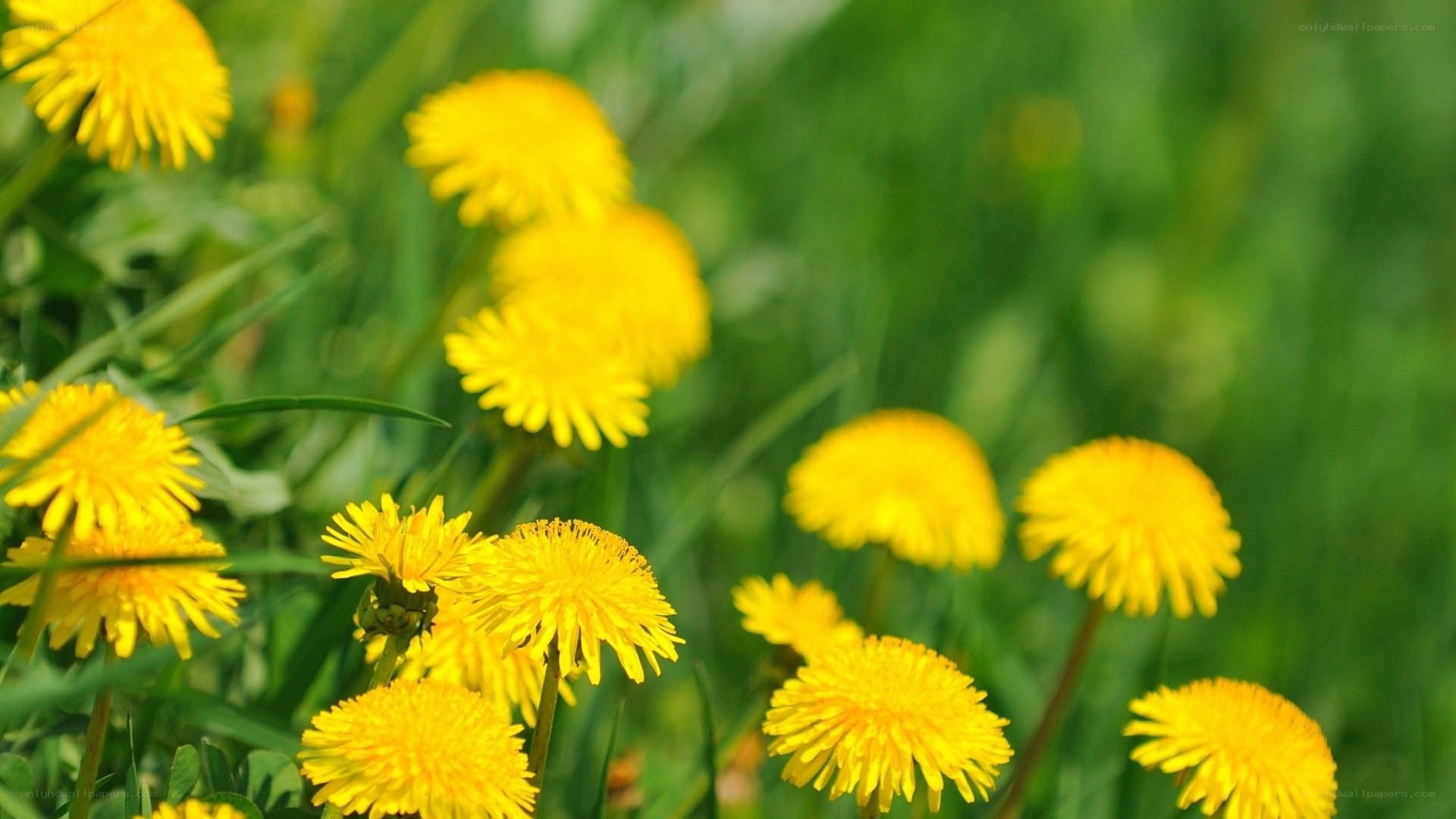 Yellow dandelions in a field