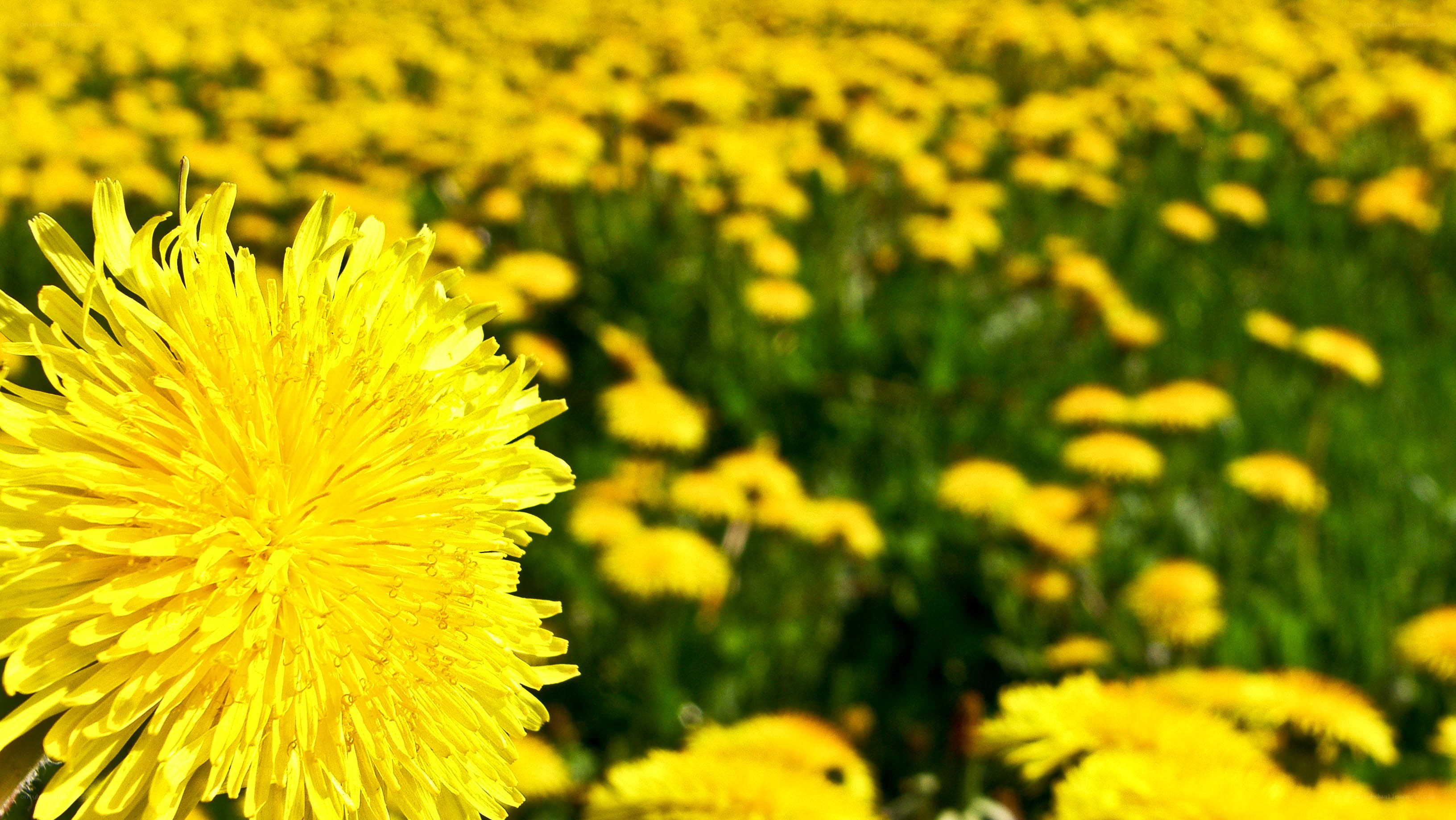 Yellow dandelions in a field