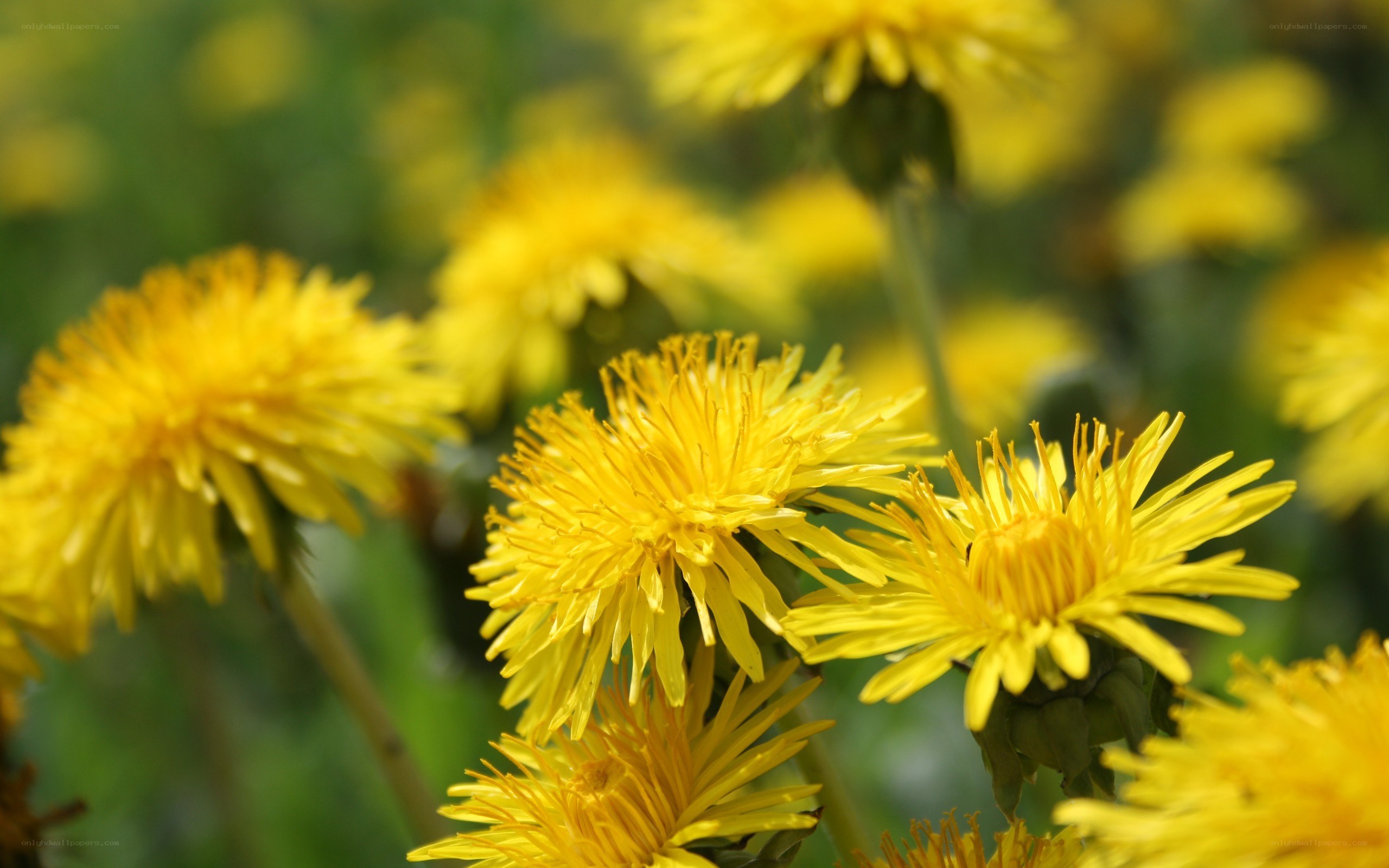 Yellow dandelions in a field