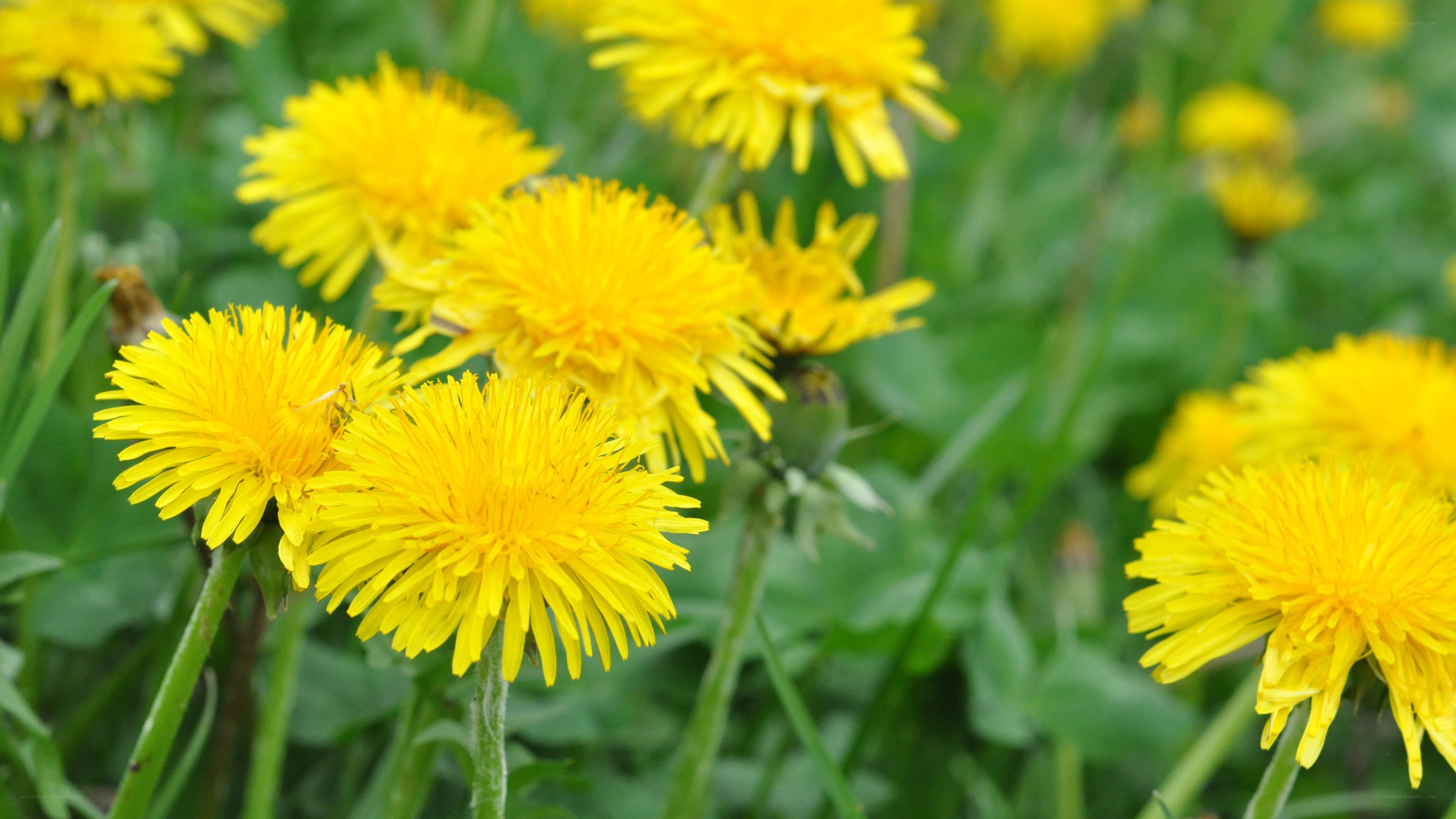 Yellow dandelions in a field