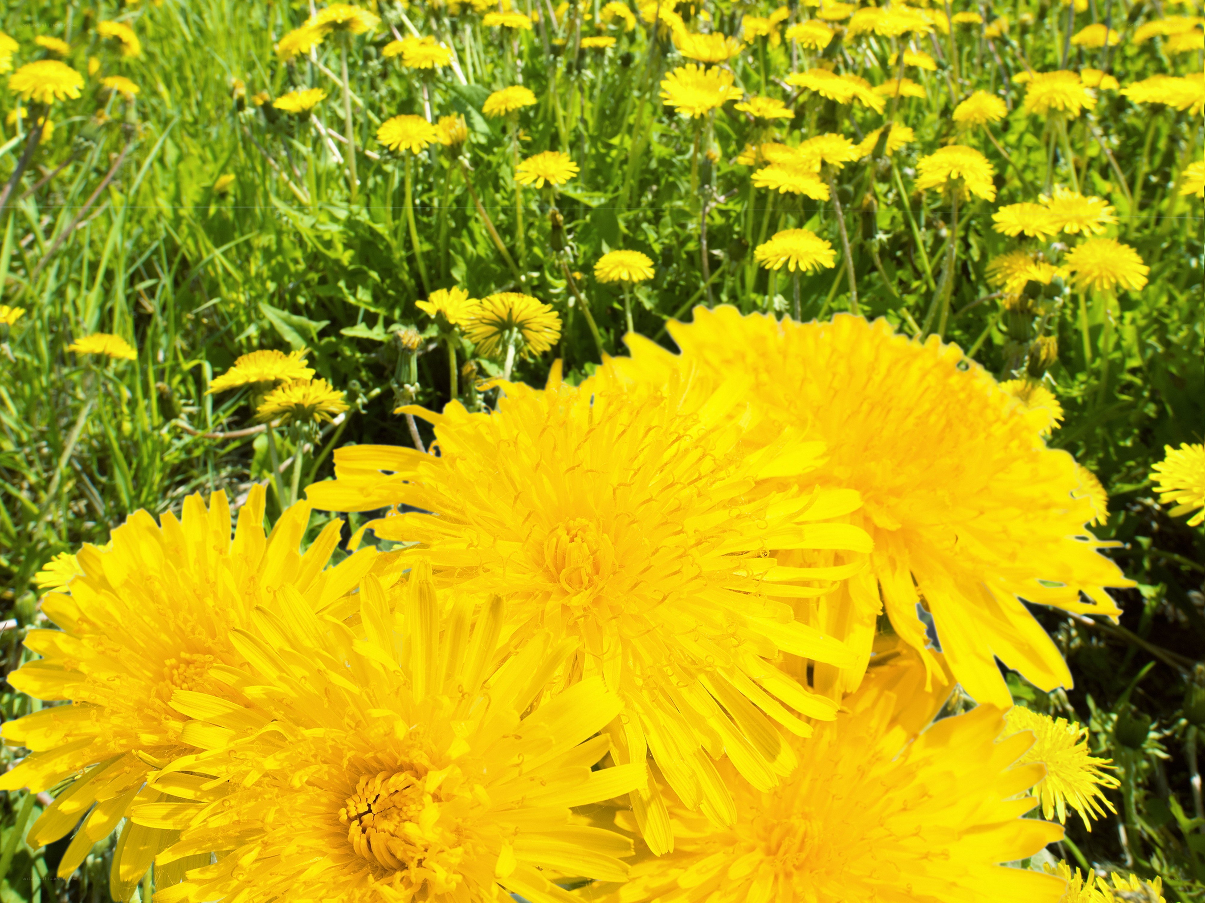 Yellow dandelions in a field