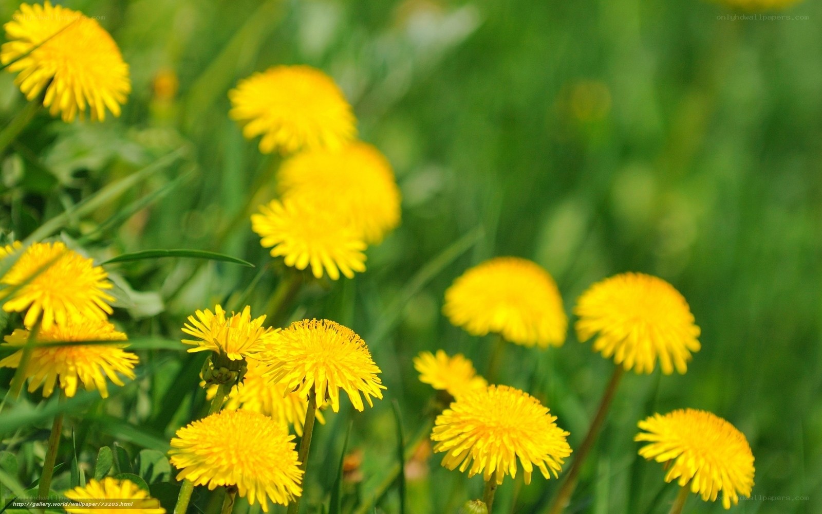 Yellow dandelions in a field