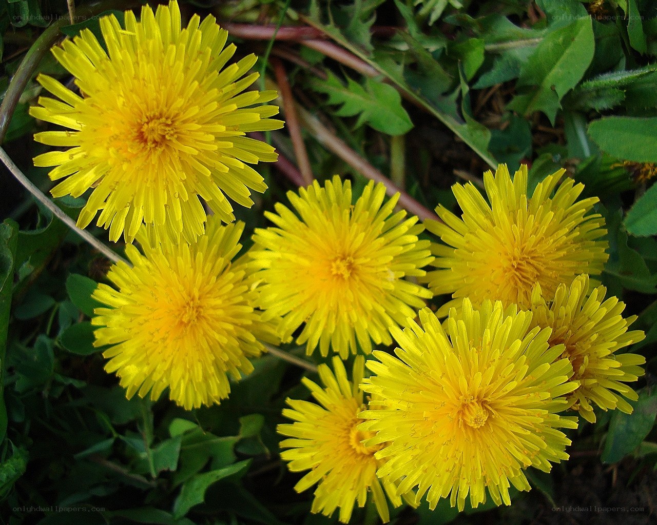 Yellow dandelions in a garden