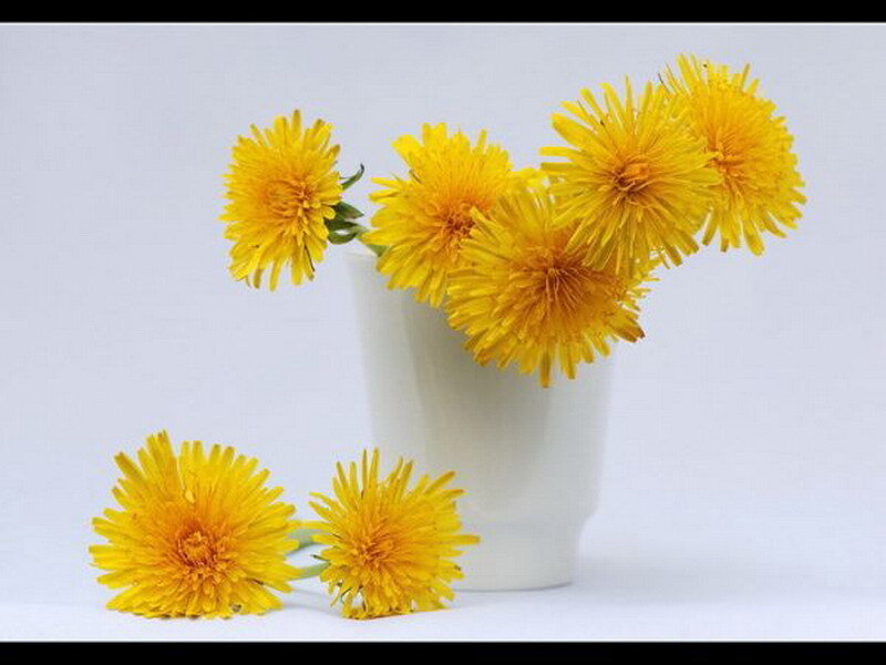 Yellow dandelions in a white vase