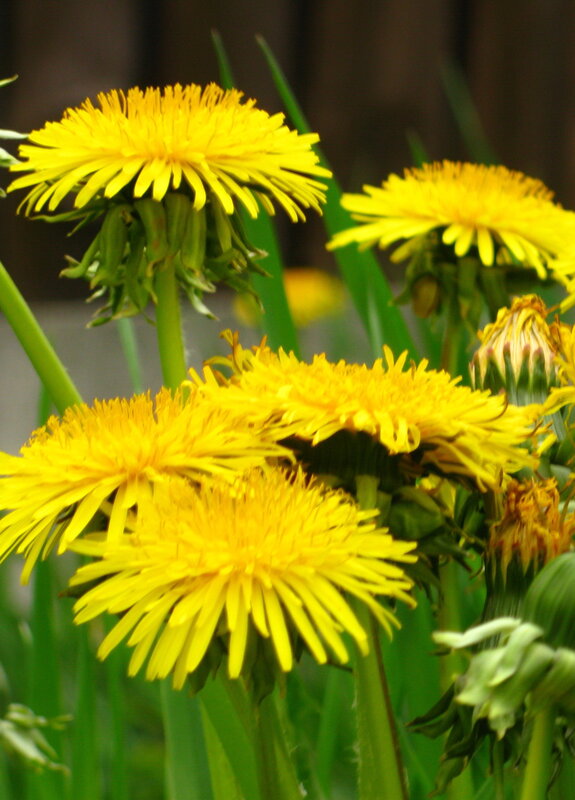 Yellow dandelions in bloom