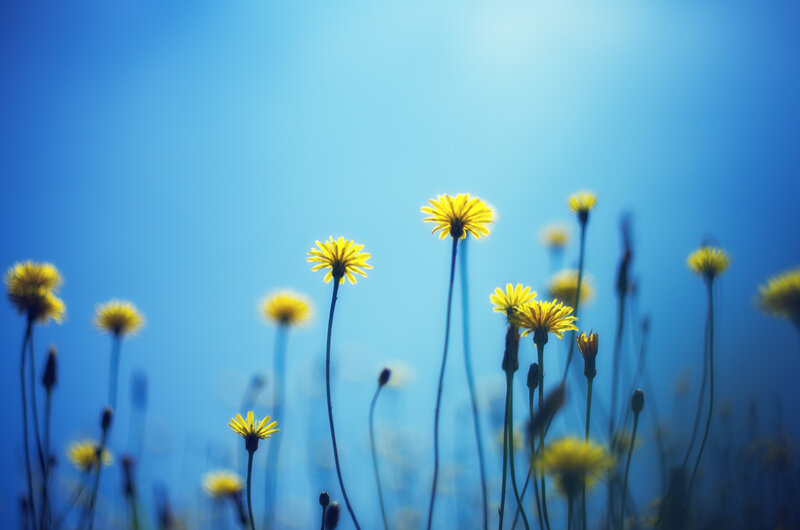 Yellow Dandelions in Field — Blue