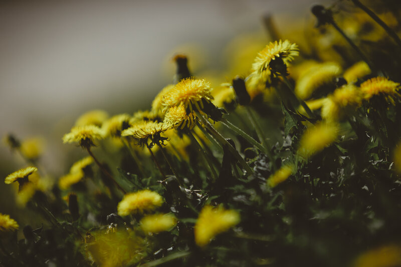 Yellow Dandelions in Field — Natural