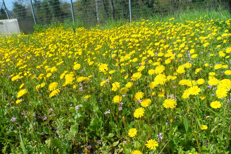 Yellow Dandelions in Field