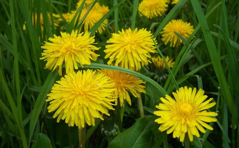 Yellow Dandelions in Grass