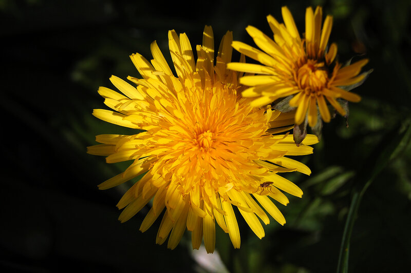 Yellow dandelions in sunlight