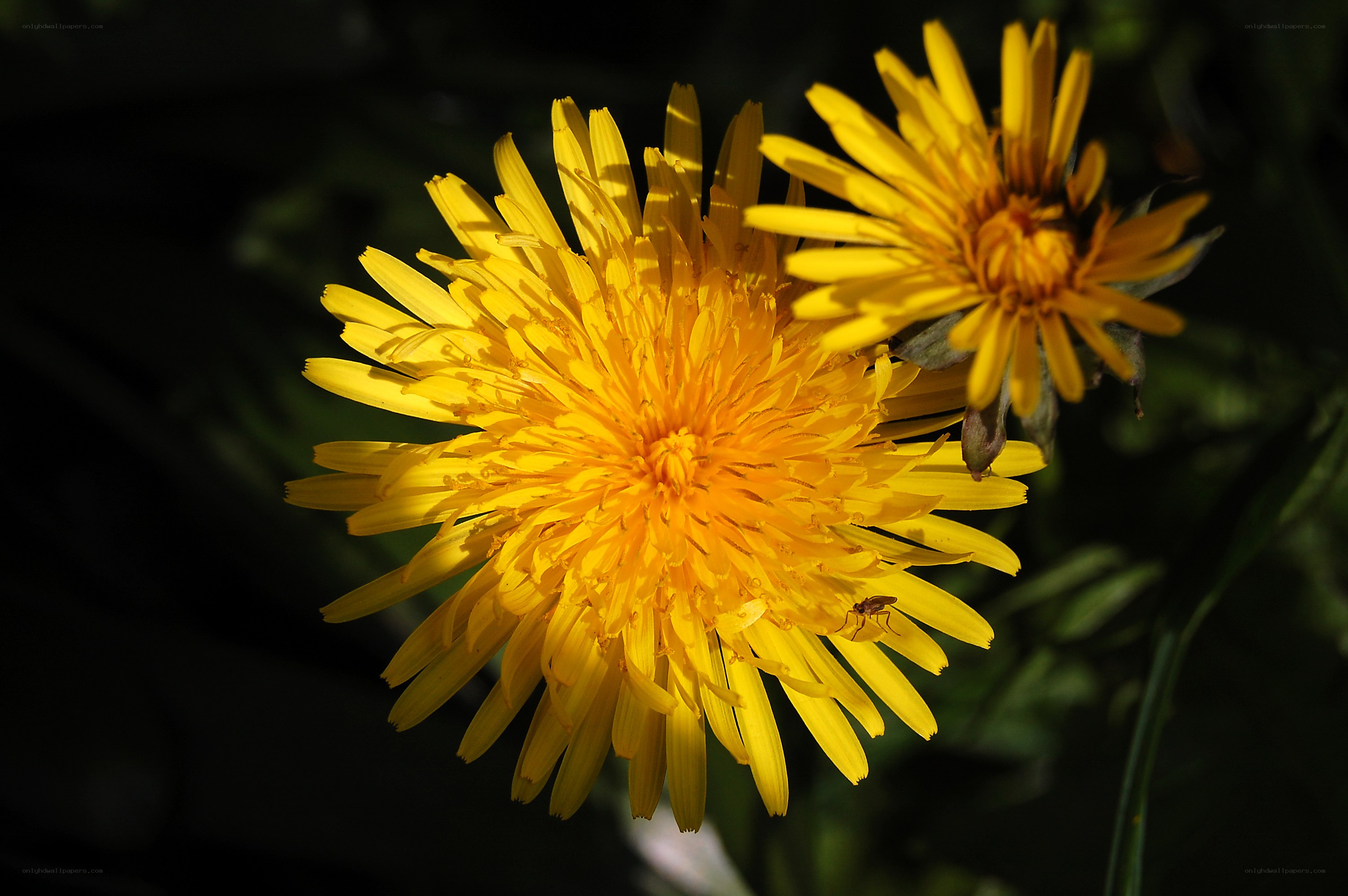 Yellow dandelions in sunlight