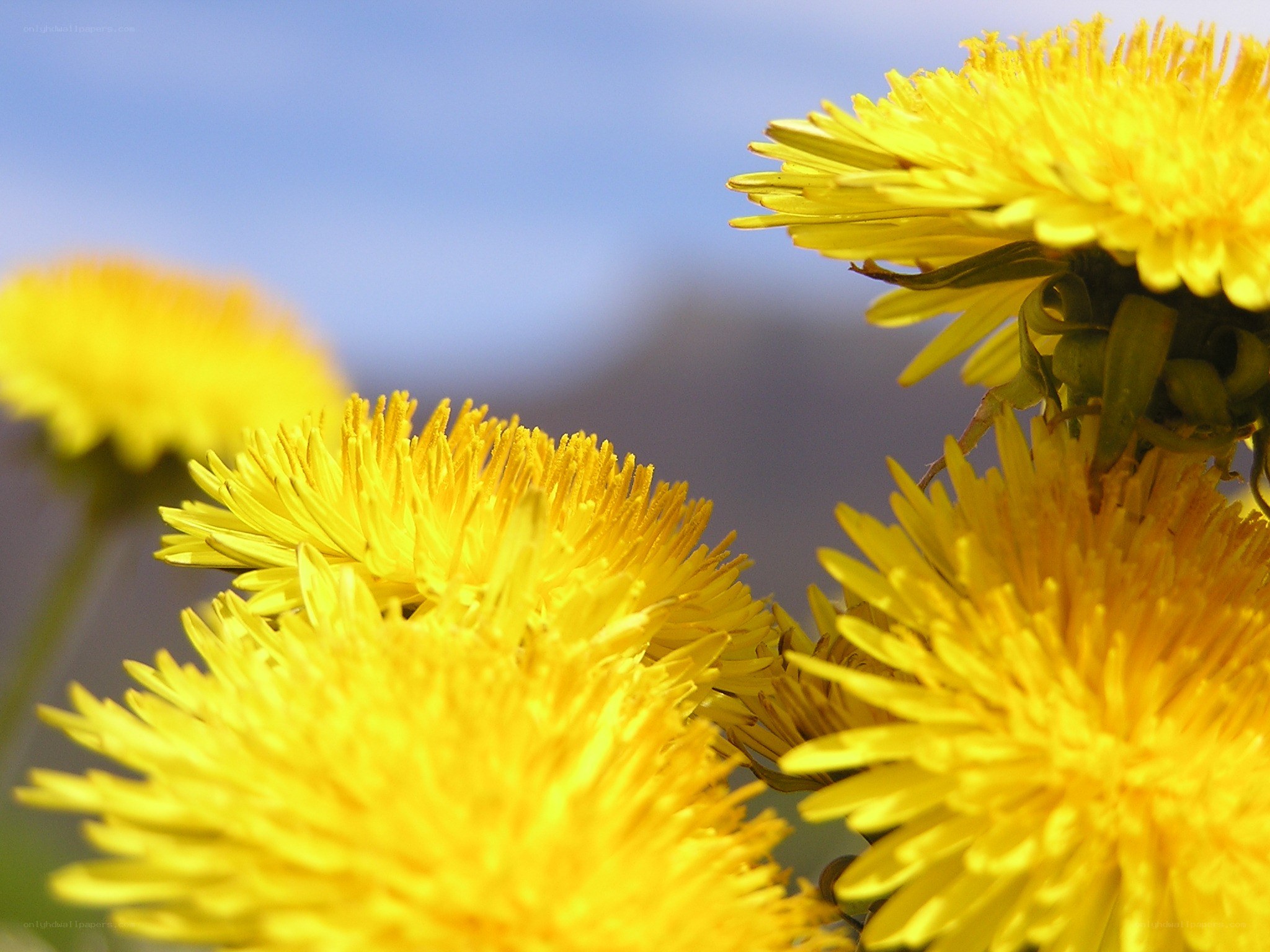 Yellow dandelions in sunlight