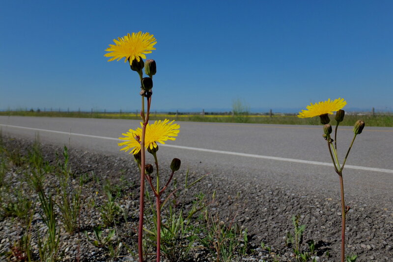 Yellow Dandelions on Roadside