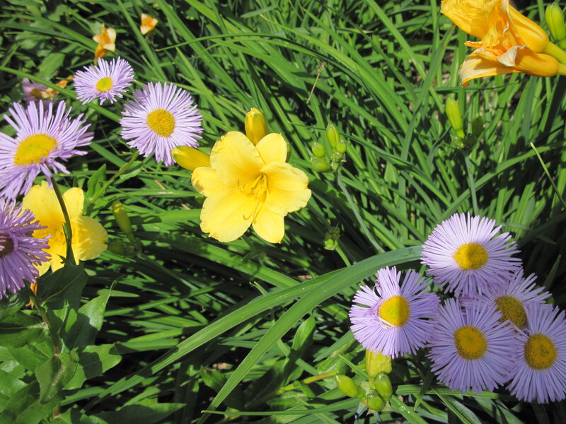 Yellow Daylilies and Asters