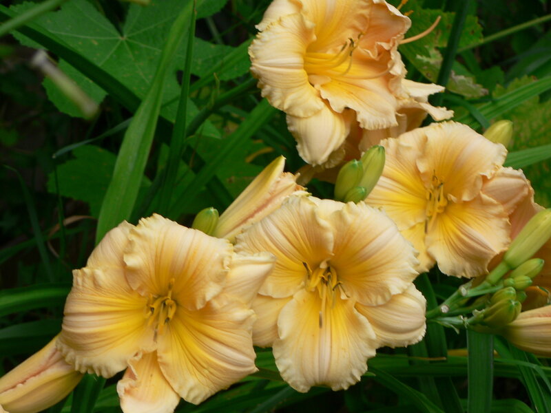 yellow daylilies in bloom