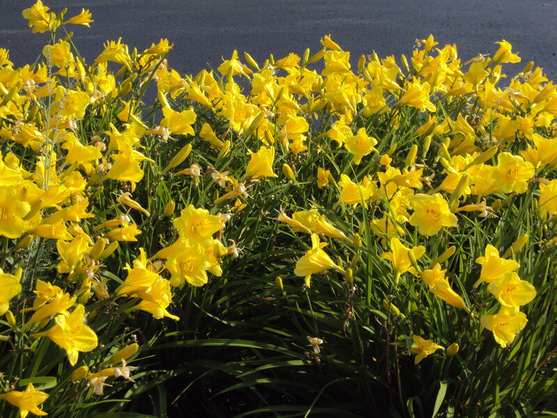 Yellow Daylilies in Bloom — Bright