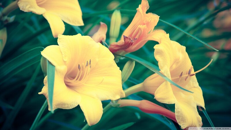 Yellow Daylilies in Bloom — Calm, Afternoon