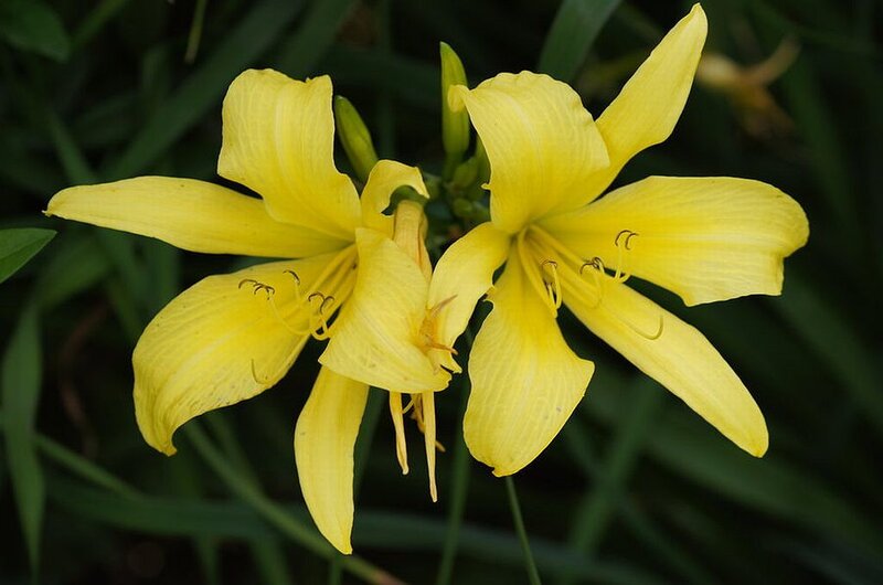 Yellow Daylilies in Bloom — Calm, Summer