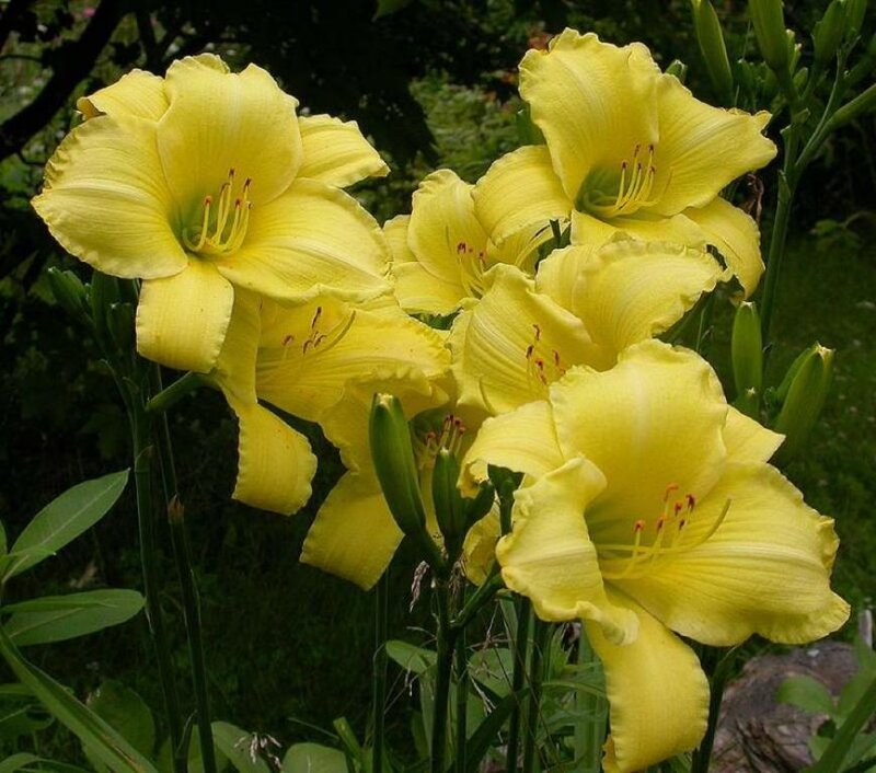 Yellow Daylilies in Bloom — Calm