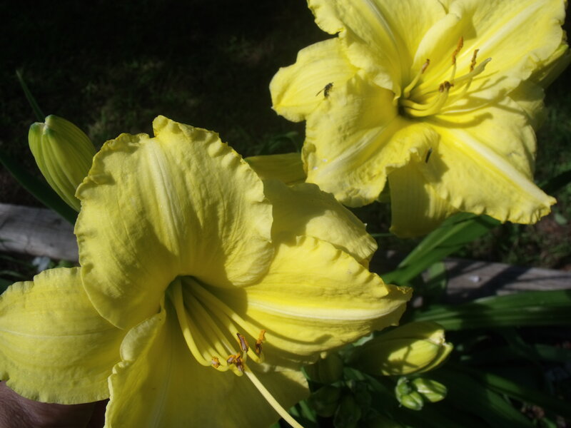 Yellow Daylilies in Bloom — Serene, Afternoon