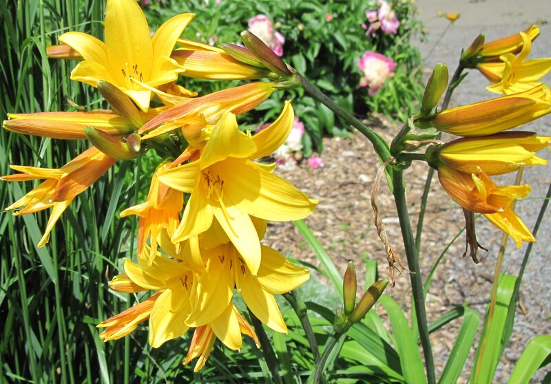 Yellow Daylilies in Bloom — Serene