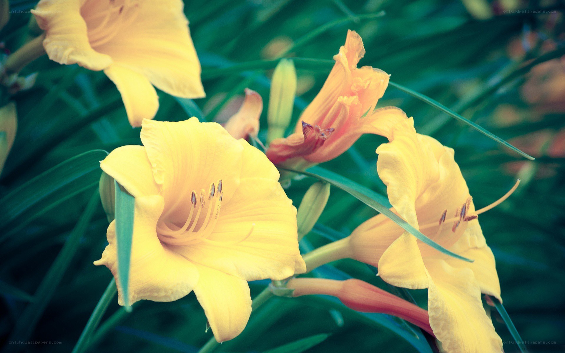 Yellow daylilies in bloom