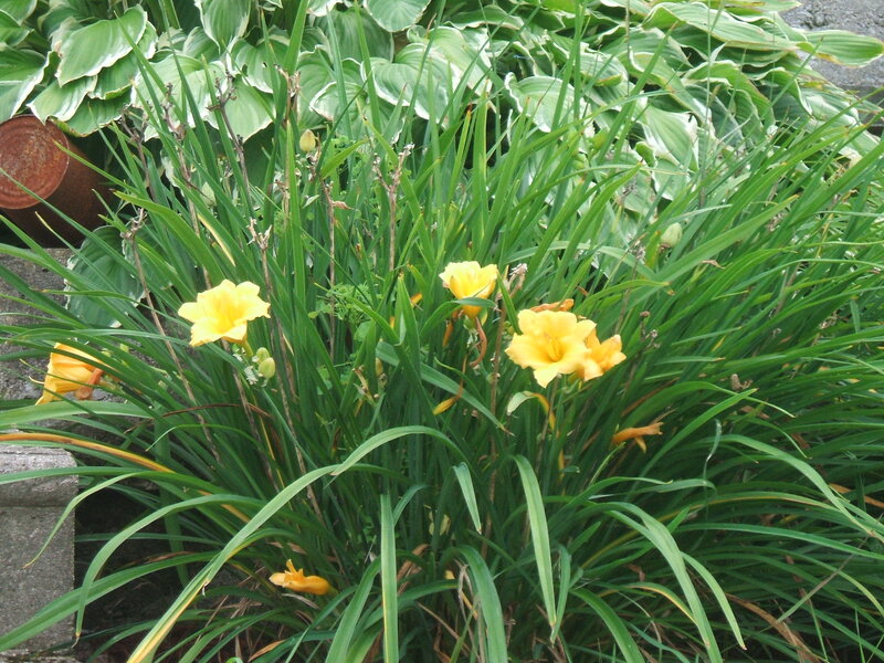 Yellow Daylilies in Garden — Calm