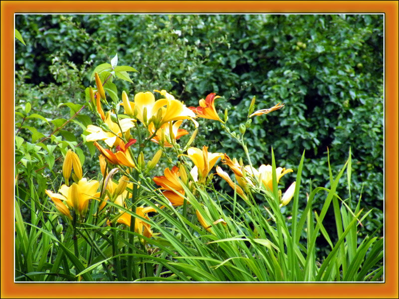 Yellow Daylilies in Garden — Serene