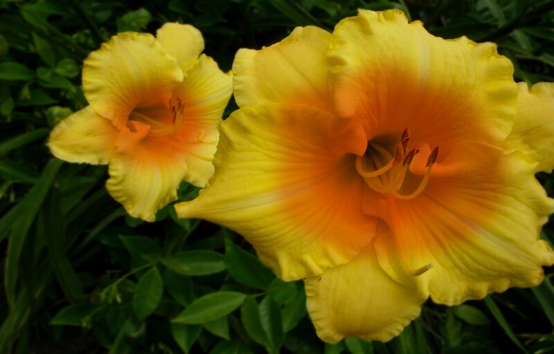 Yellow Daylilies — Natural