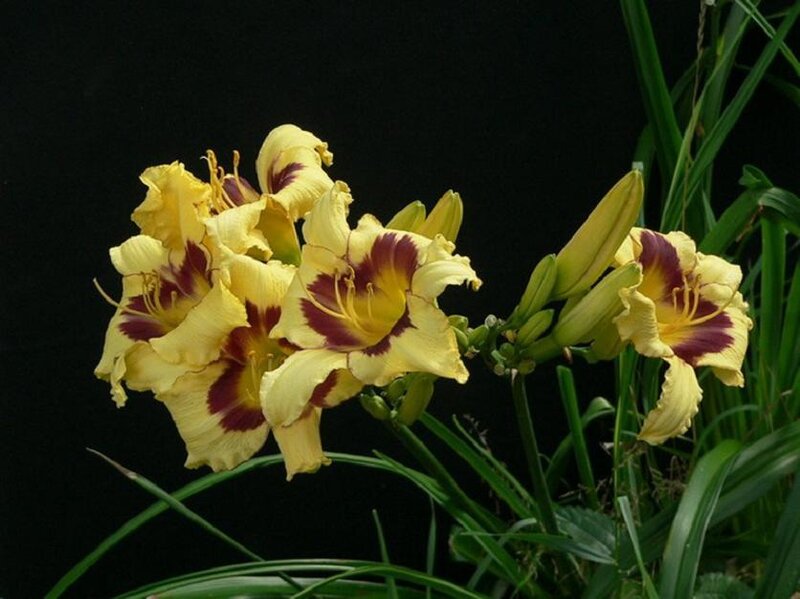 Yellow Daylilies with Purple Centers