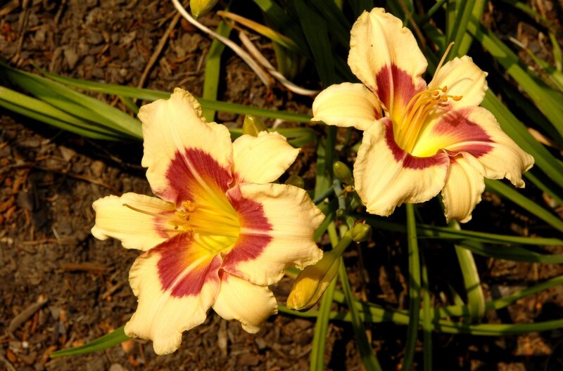 yellow daylilies with red markings