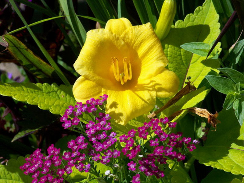 Yellow Daylily Flower — Bright