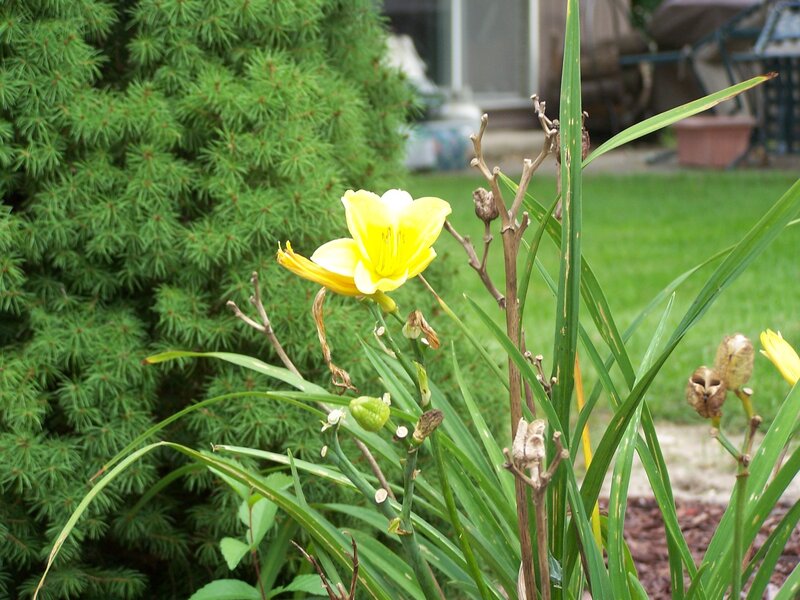 Yellow Daylily Flower — Calm, Afternoon, Photograph, Green Bush