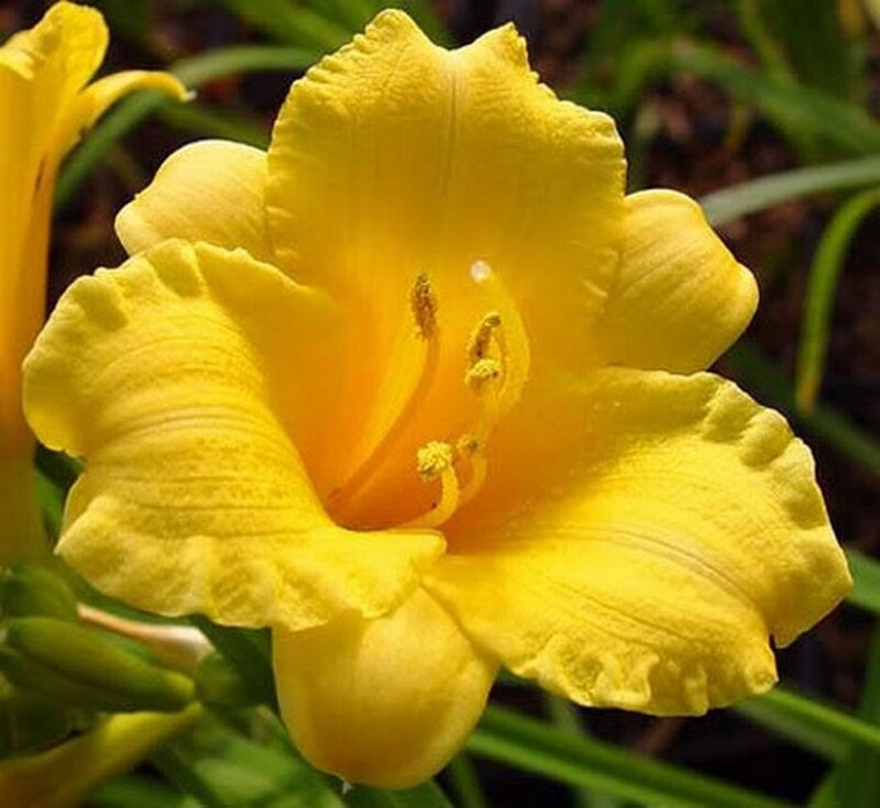 Yellow Daylily Flower — Calm, Afternoon