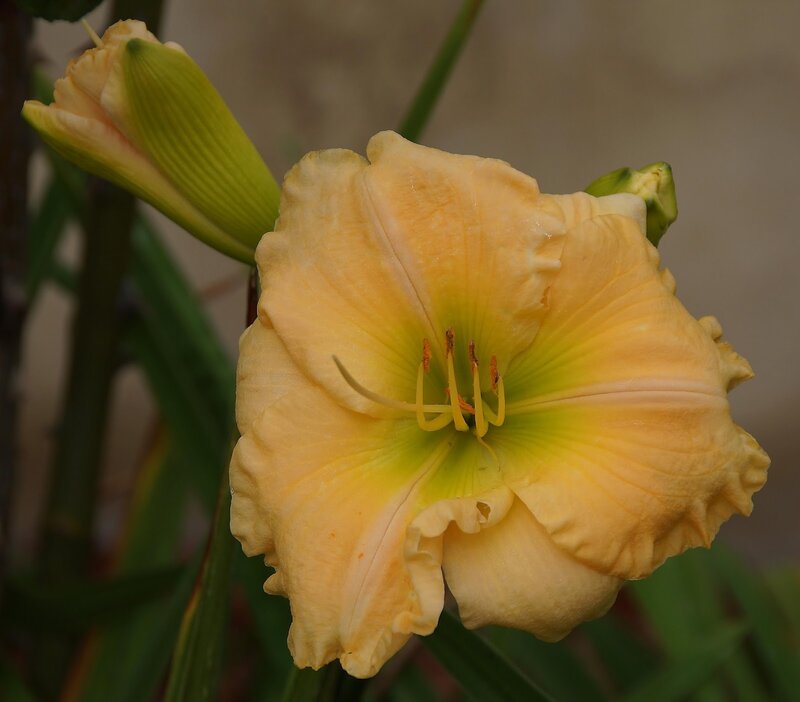 Yellow Daylily Flower — Calm, Photograph, Bud